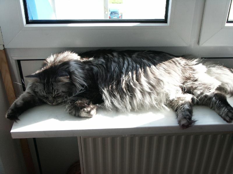 Jetzt ein Nickerchrrr, chrrrr